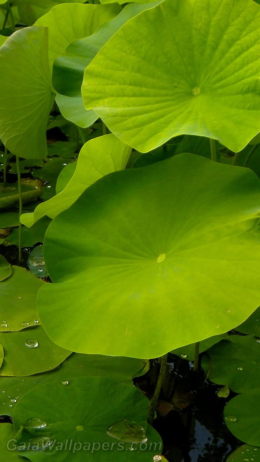 Lotus flower leaves 1080x1920, green lotus HD phone wallpaper