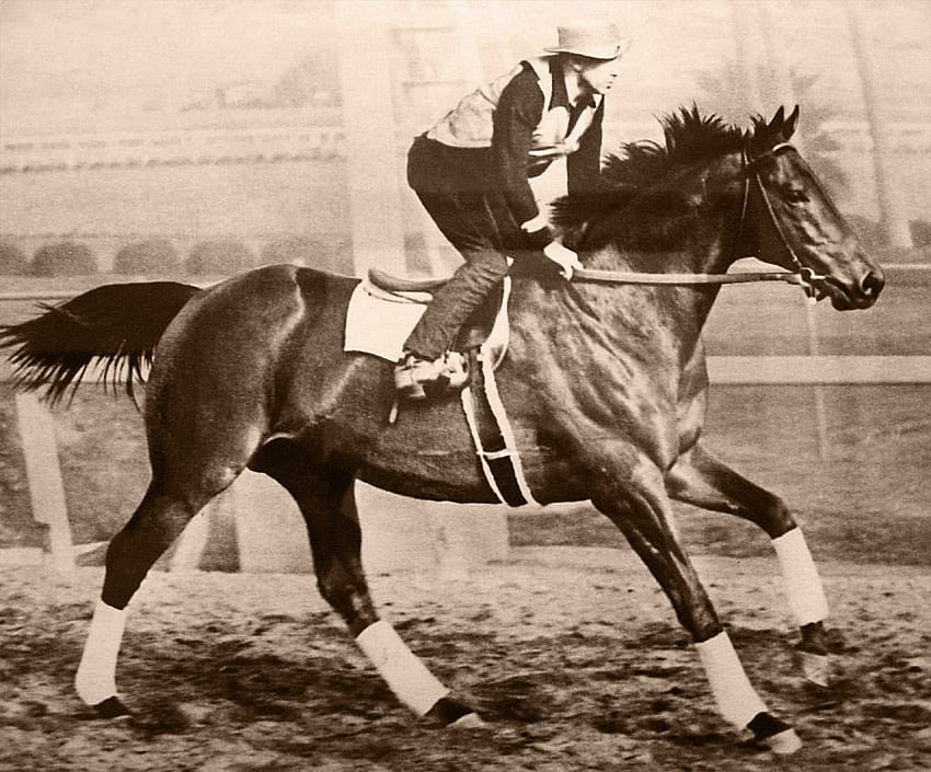 Seabiscuit , 영화, HQ Seabiscuit HD 월페이퍼
