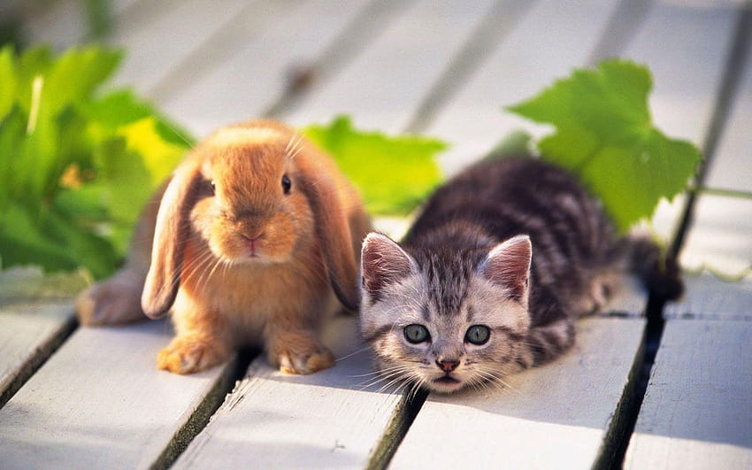 Cute Rabbit Animals , słodkie zwierzęta Tapeta HD