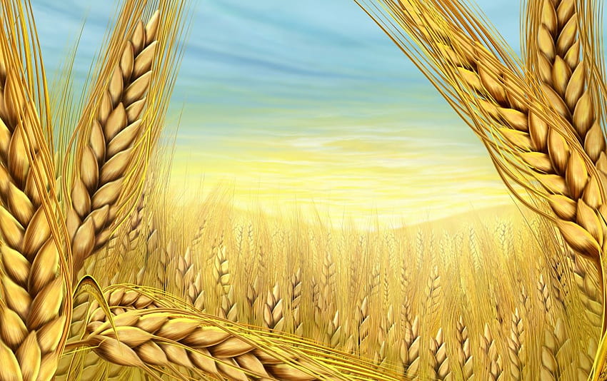 Summer Wheat HD wallpaper
