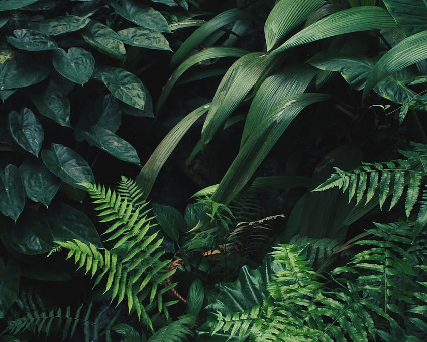 รูปแบบสีเขียวนิ้วหัวแม่มือบริเวณที่งดงามพืชพืช [1280x1920] สำหรับมือถือและแท็บเล็ตของคุณ วอลล์เปเปอร์ HD