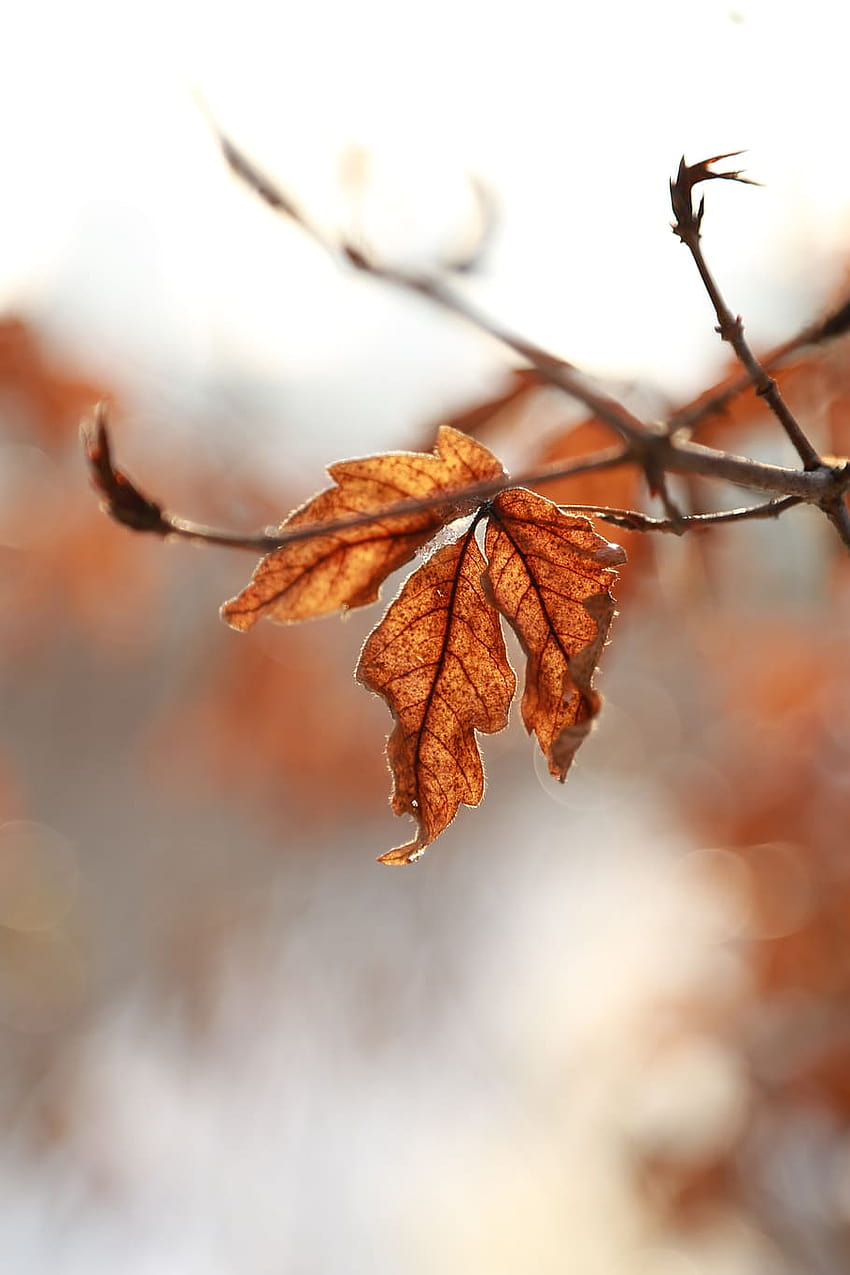 葉, 葉, 秋, 葉, 紅葉, 茶色, 自然, 冬, 電話, 植物の部分, 茶色の紅葉 HD電話の壁紙