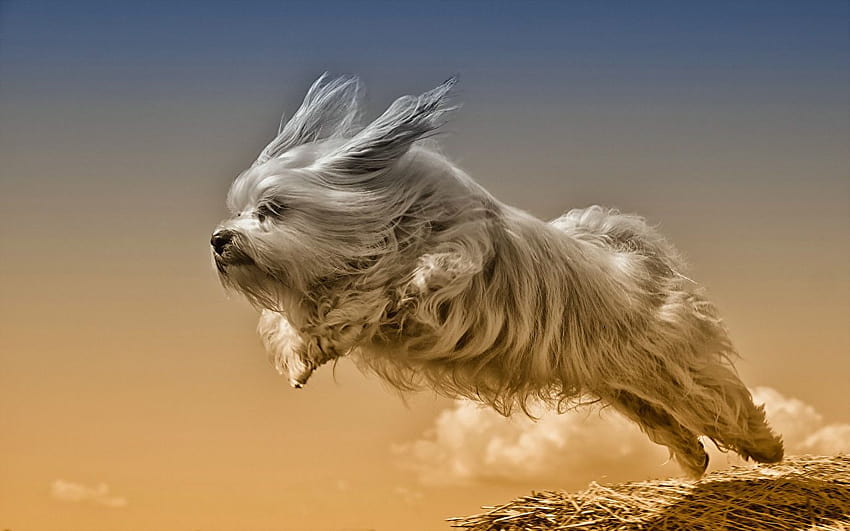 Havanese Bichon Dogs Jump animal HD wallpaper