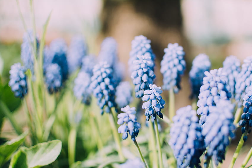 ดอกลาเวนเดอร์ มัสคารี พืช สีฟ้า ดอกไม้ ทุ่งผักตบชวาสีฟ้า วอลล์เปเปอร์ HD
