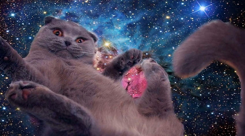 Galaxy Cat, kitten in space HD wallpaper