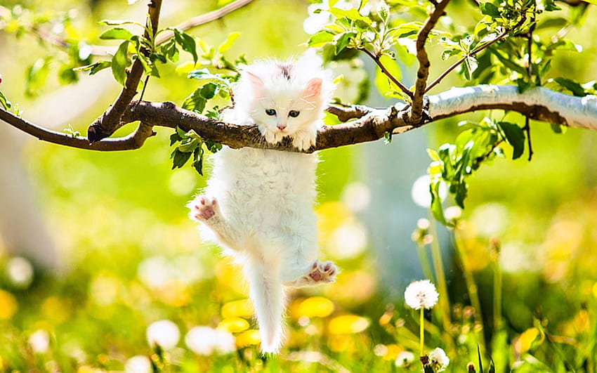Kitten Hanging on to Branch, kawaii cat spring HD wallpaper