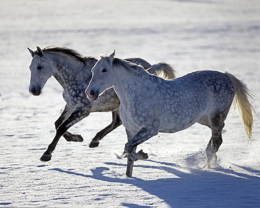 Dapple Grey Horses in the snow Giclee Art Print Poster or Canvas: Posters & Prints, dapple gray horse HD wallpaper