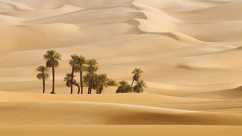 두바이 사막의 야자수, 두바이 디저트 HD 월페이퍼