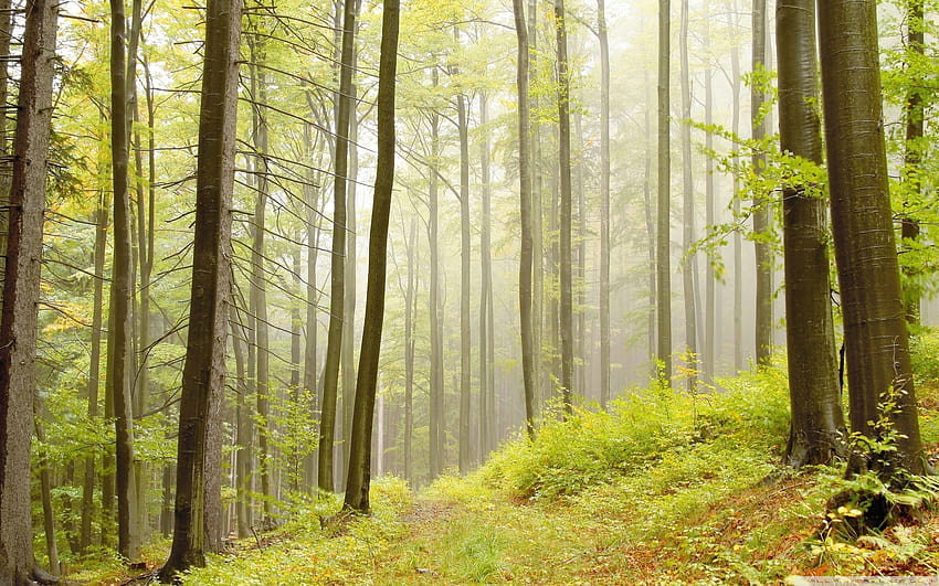 Laubwälder Ultra-Hintergründe für U-TV: Tablet: Smartphone, gemäßigter Wald HD-Hintergrundbild