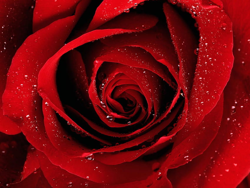 붉은 장미 꽃 , 자연, 물방울, 꽃, 붉은 꽃, 매크로 • 당신을 위해, 붉은 식물 HD 월페이퍼