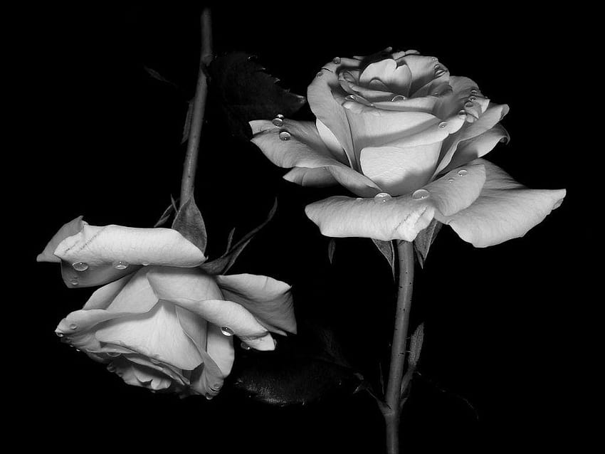 Black Flowers On White Backgrounds, aesthetic black rose HD wallpaper