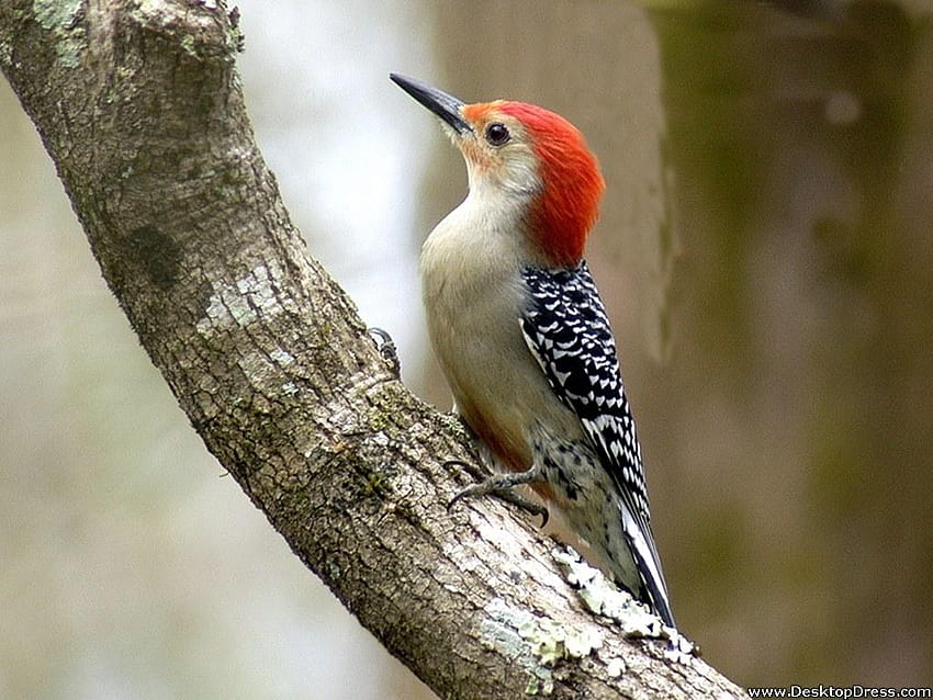 Red Bellied Woodpecker HD wallpaper
