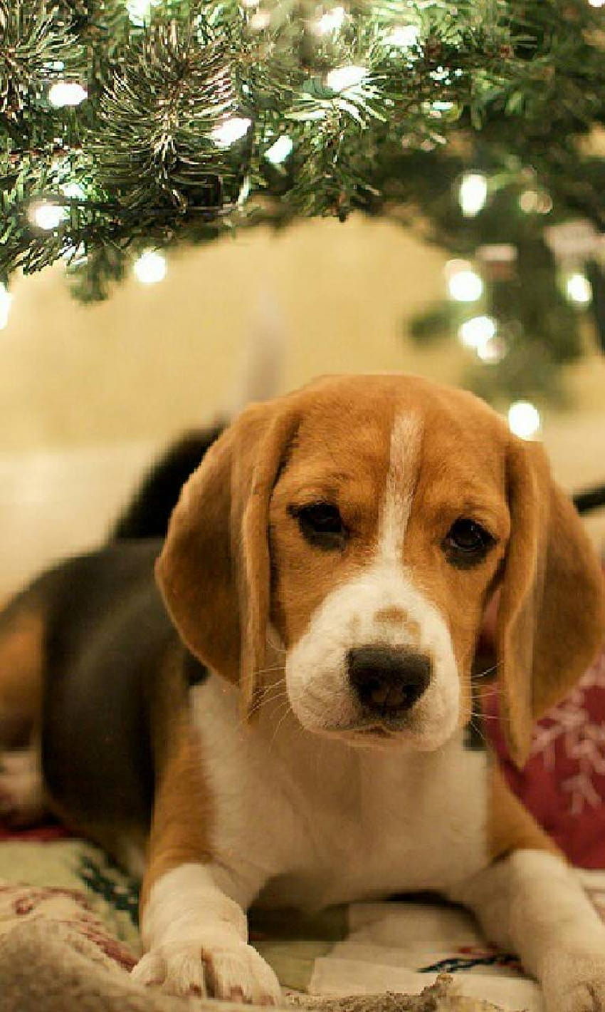 christmas beagle by captainmarvelous, beagle android HD 전화 배경 화면
