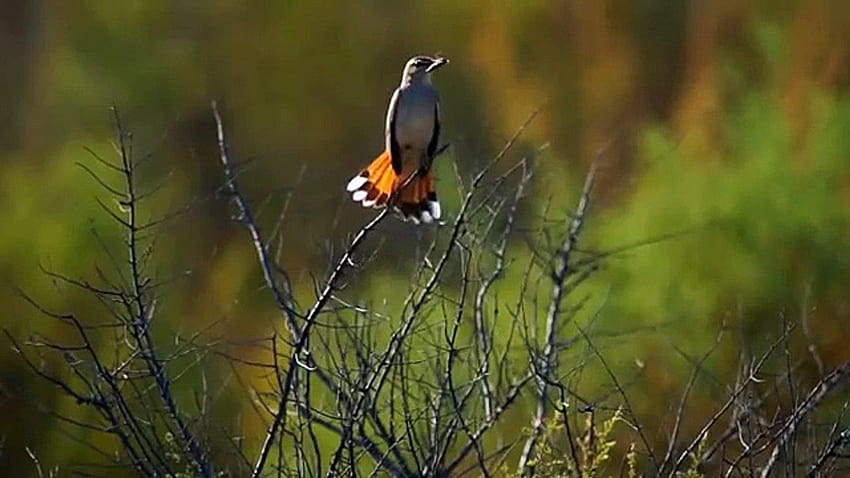 Соловей тугайный. Rufous Bush Robin. Cercotrichas galactotes, collared bush robin HD wallpaper