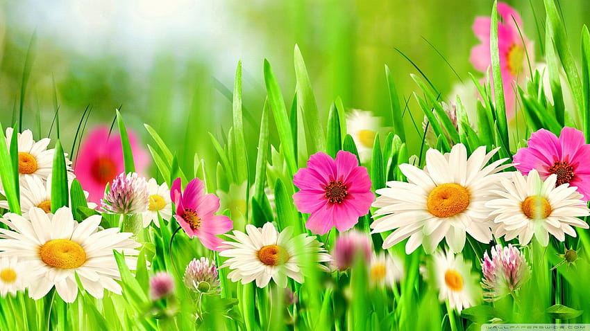 Amazing Grass Flower Full [19201080], spring is coming HD wallpaper