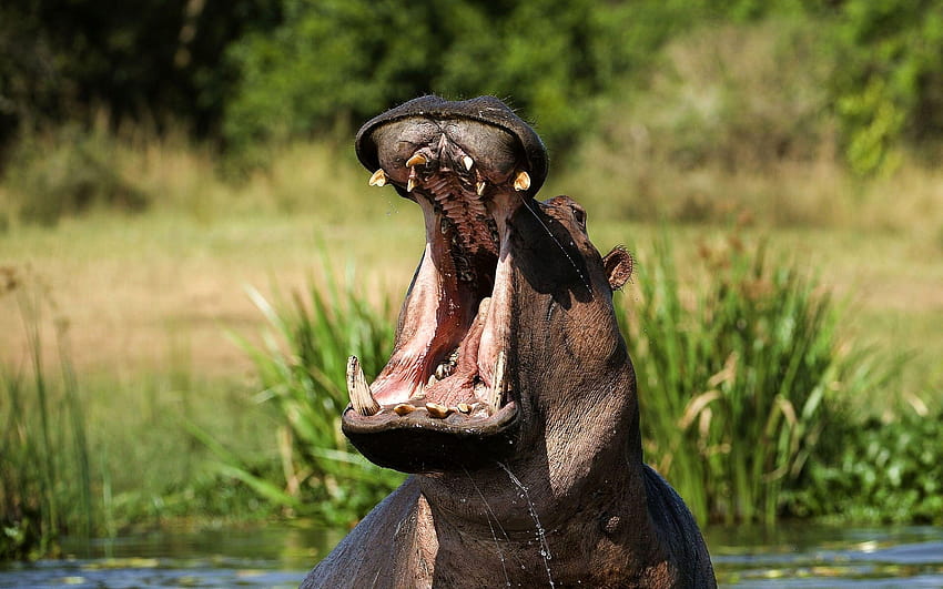 Hippos Unique Hippopotamus Cave HD wallpaper | Pxfuel