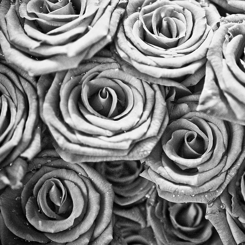 7 黒と白のバラ、白いワイルド ローズ HD電話の壁紙