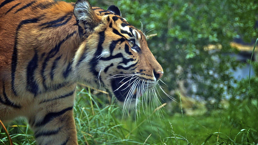 Zoo Tycoon players meet first Community Challenge supporting Sumatran Tiger  Survival Program