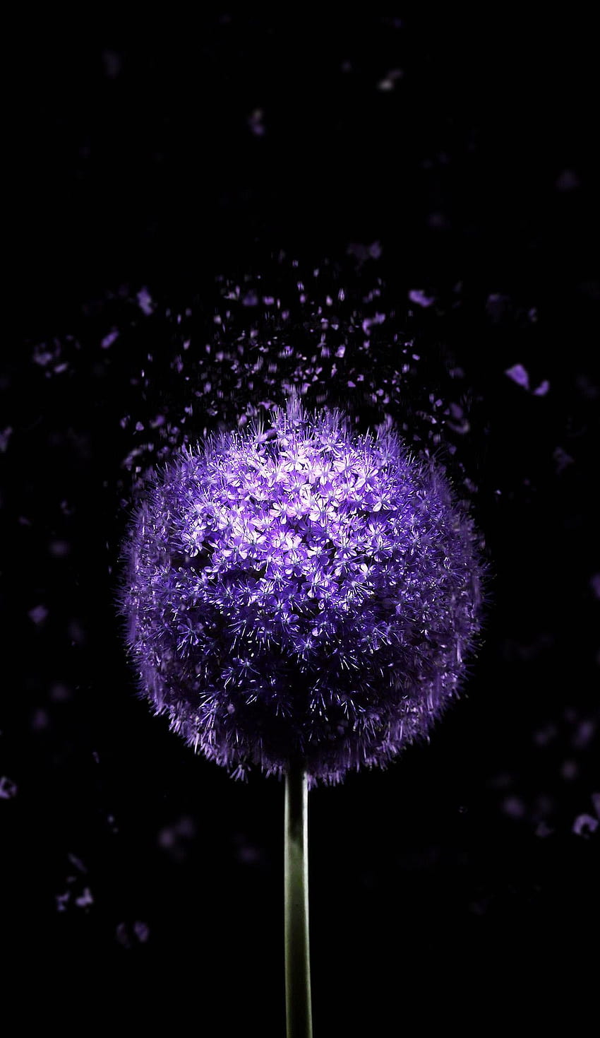 1200x2074 紫の花 AMOLED、アモール HD電話の壁紙