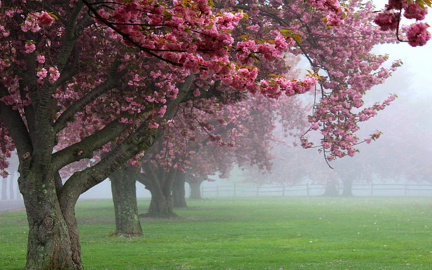 nature, paysage, cerisiers, brouillard, rose, fleurs, printemps, lever du soleil, herbe, fleur, clôture, arrière-plans verts / et mobiles, fleurs du lever du soleil du printemps Fond d'écran HD