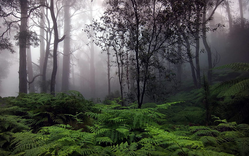 비오는 숲, 미적 애니메이션 열대 우림 HD 월페이퍼
