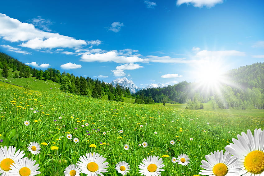 Sommerwiese mit Gänseblümchen Hintergründe, Sommerwiesen HD-Hintergrundbild