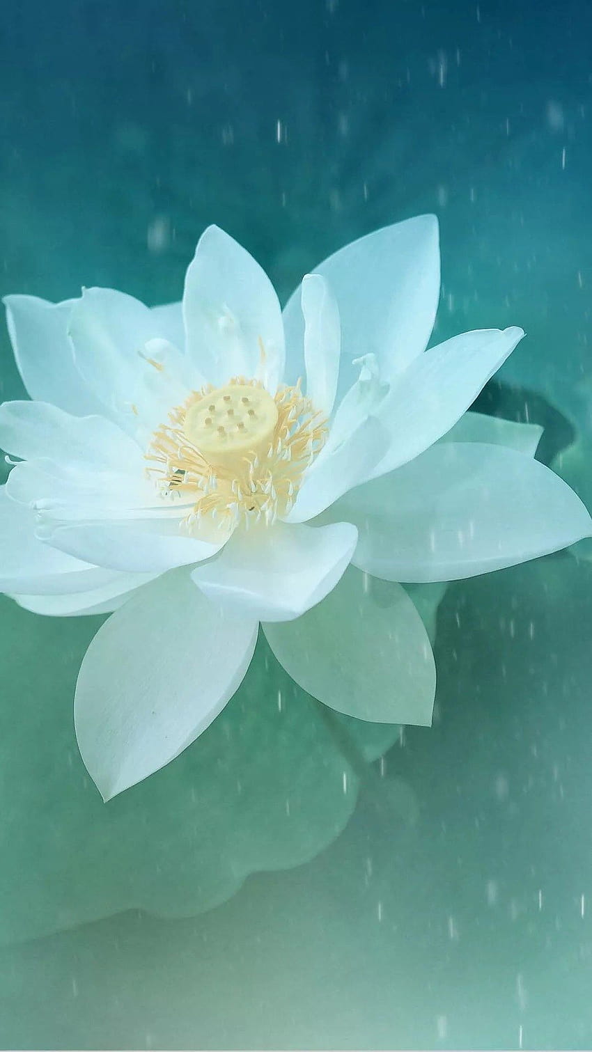Best lotus iPhone 8, beautiful lotus flowers mobile HD phone wallpaper