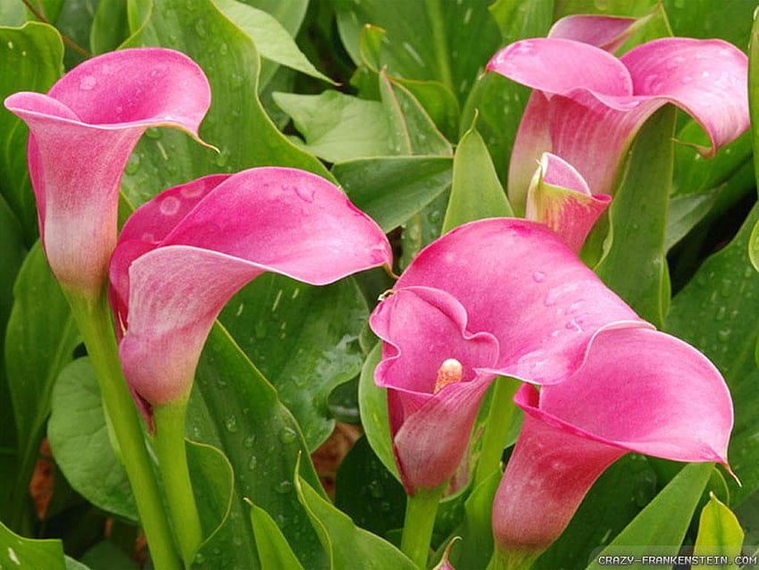 Calla Lily 22, różowe i białe lilie Tapeta HD