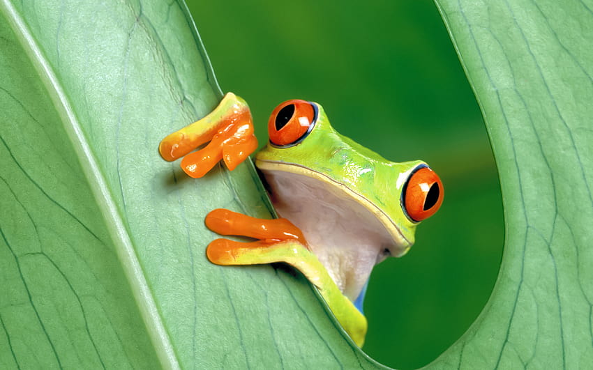 Laptop, frog laptop HD wallpaper | Pxfuel