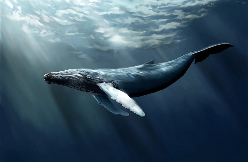 シロナガスクジラ、クジラアート 高画質の壁紙