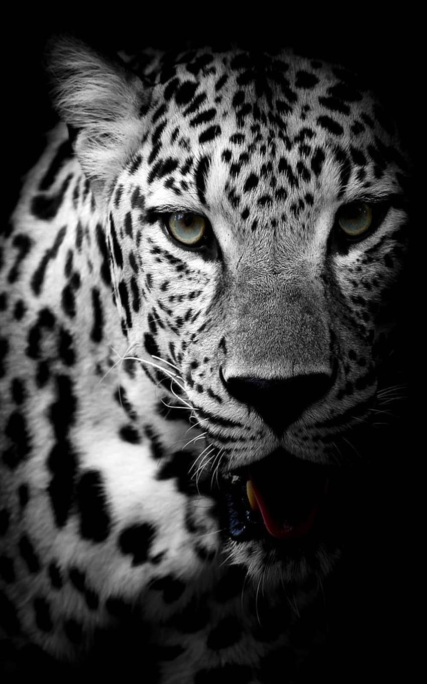 Leopard Black & White Ultra Mobile, ultra mobile black HD phone wallpaper