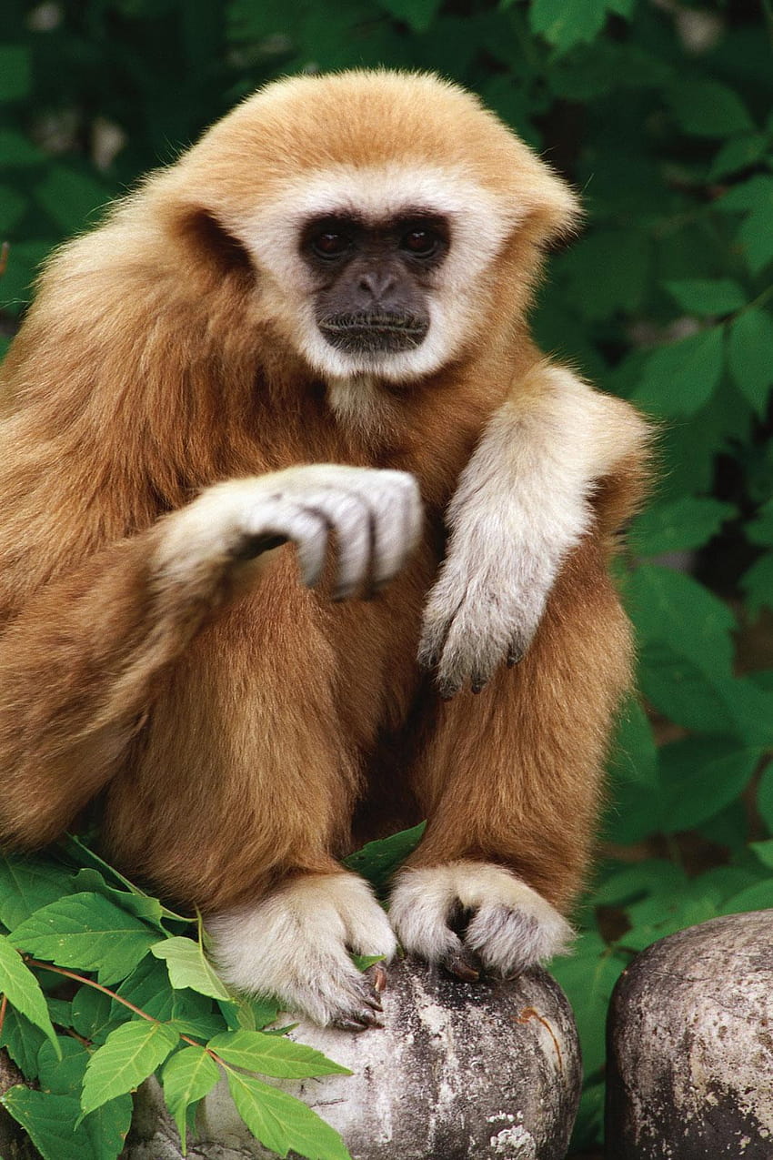 lar gibbon primate HD phone wallpaper