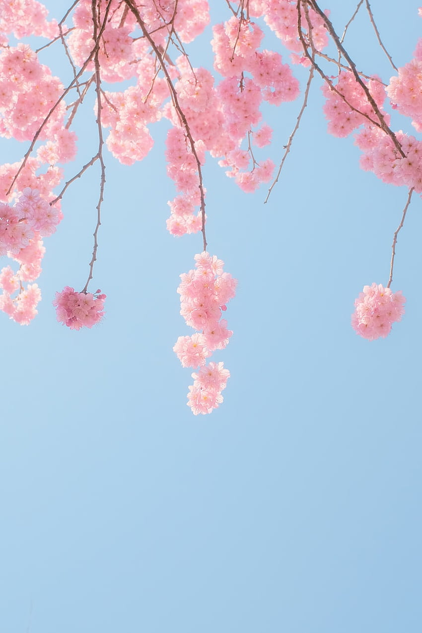 ต้นซากุระสีชมพูใต้ท้องฟ้าสีคราม – ต้นไม้สีชมพูอะนิเมะซากุระ วอลล์เปเปอร์โทรศัพท์ HD