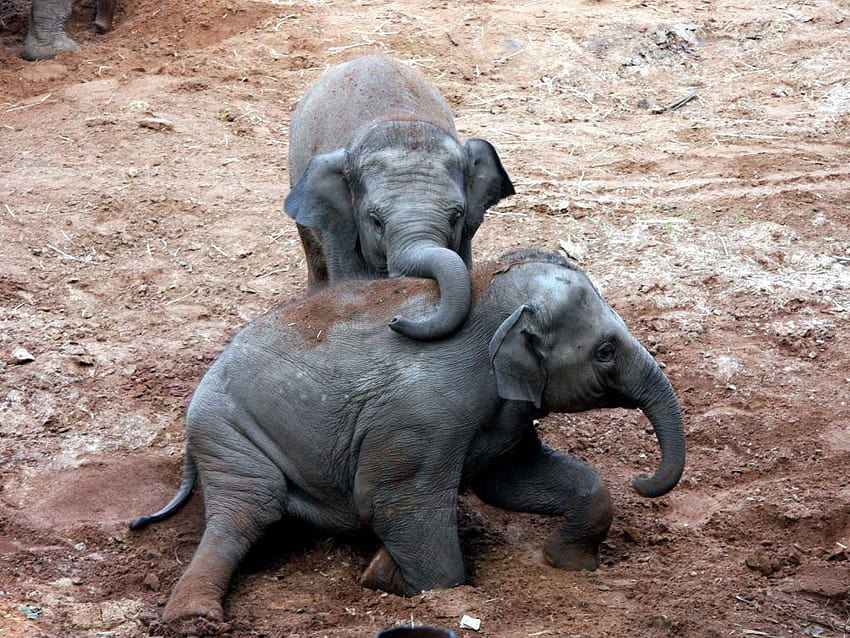 Luar biasa: Bayi Gajah, Definisi HQ, hari gajah dunia Wallpaper HD