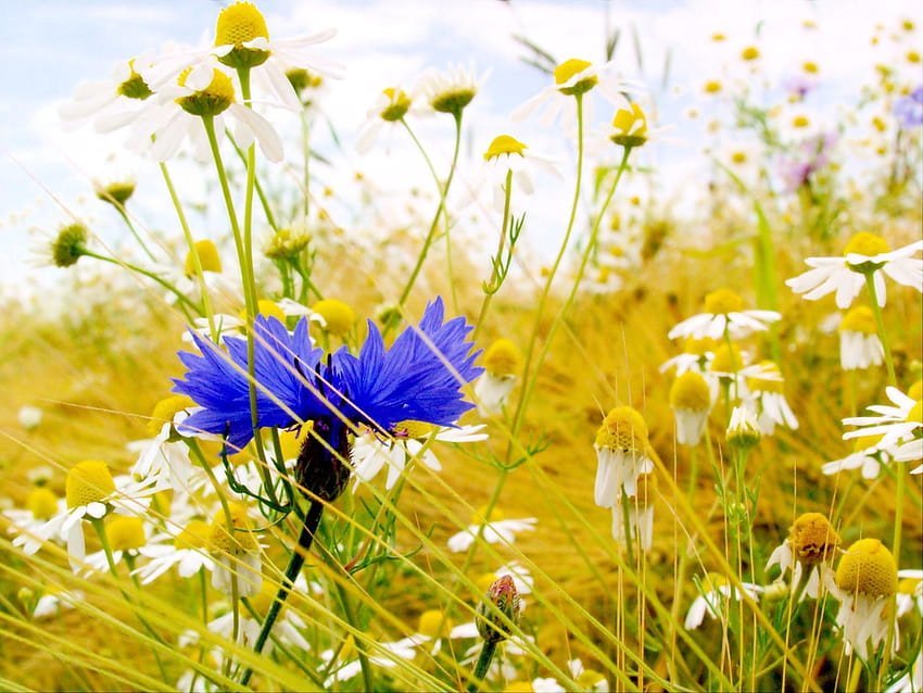 flower macro blue blur voloshka Cornflower HD wallpaper