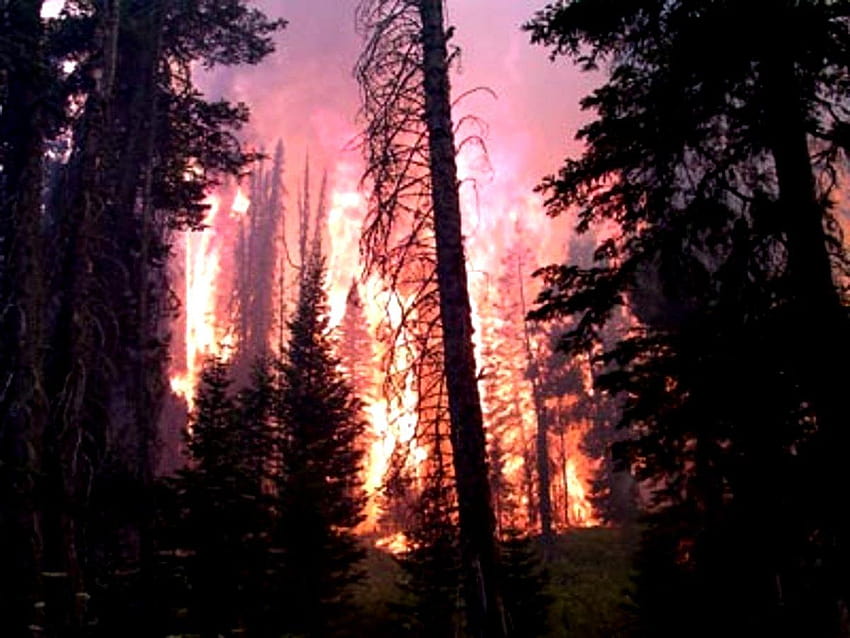 5 Latar Belakang Pembakaran Api Terbaik di Hip, membakar hutan Wallpaper HD