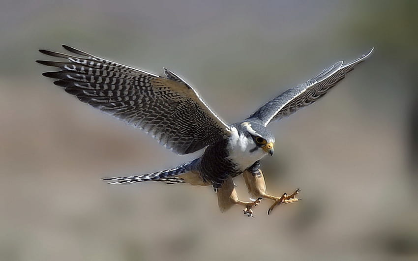 4 Peregrine Falcon, burung elang Wallpaper HD