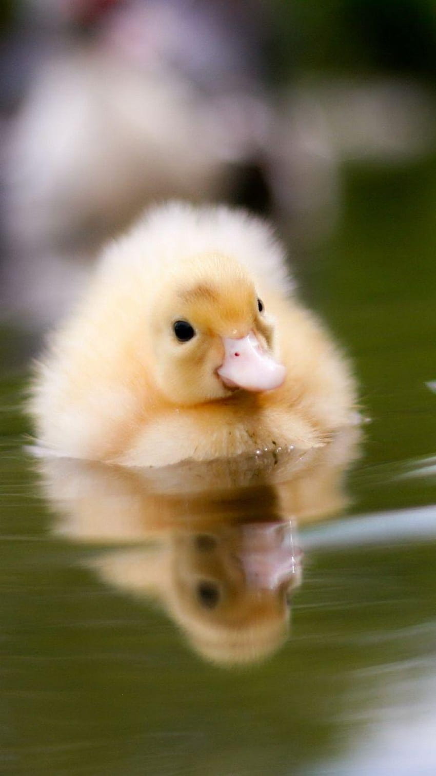 750x1334 Duckling, Water, Swim, Baby iPhone 6, baby ducklings HD phone wallpaper