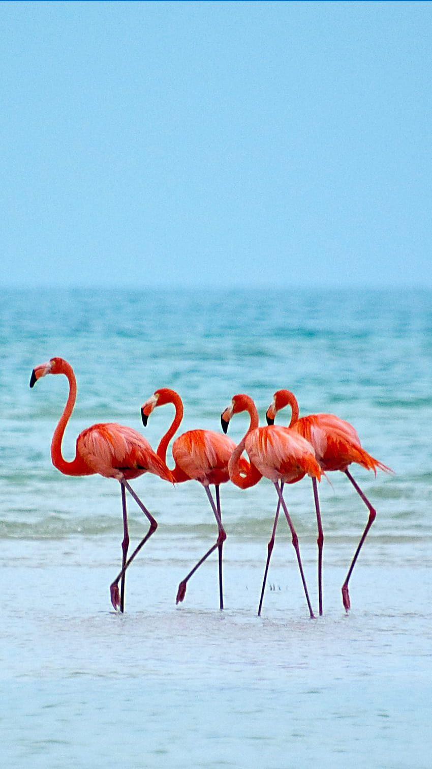 Flamencos en su estado natural, Isla Holbox, Quintana Roo, México fondo de pantalla del teléfono