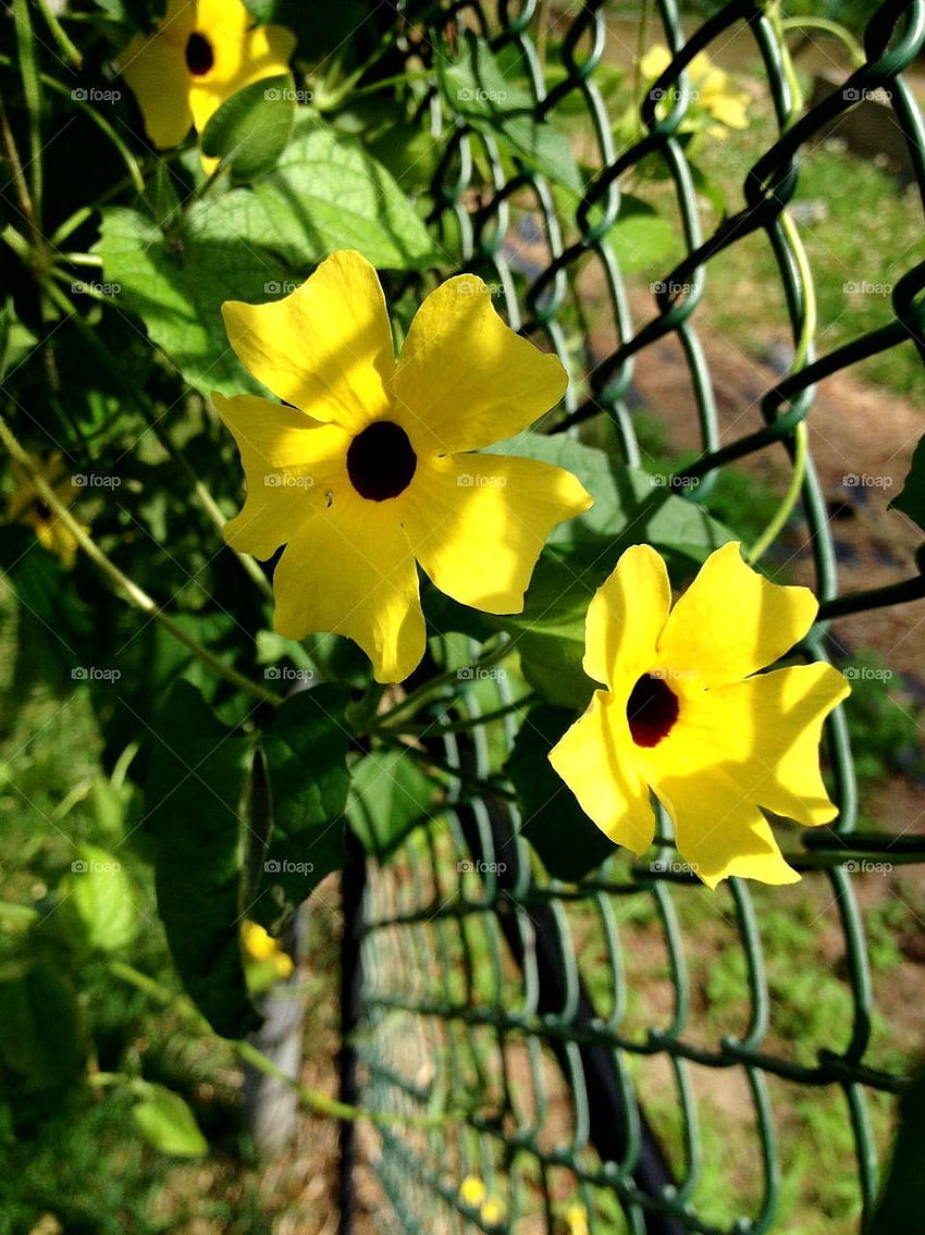 Foap: Yellow daisy style vine climbing chain link fence. stock, yellow daisies flowers fence HD phone wallpaper