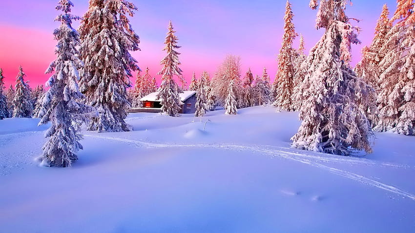 The Cold Weather This Week Has Triggered A Real Transition, beautiful winter in the woods HD wallpaper
