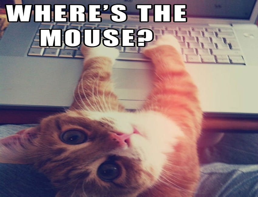Meme kucing kutipan humor lucu komputer pemarah, meme binatang Wallpaper HD