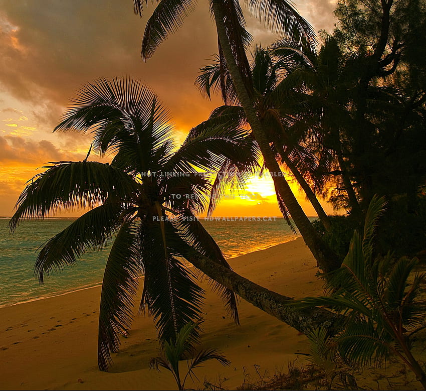 idílica isla de rarotonga paraíso de arena para cocinar fondo de pantalla