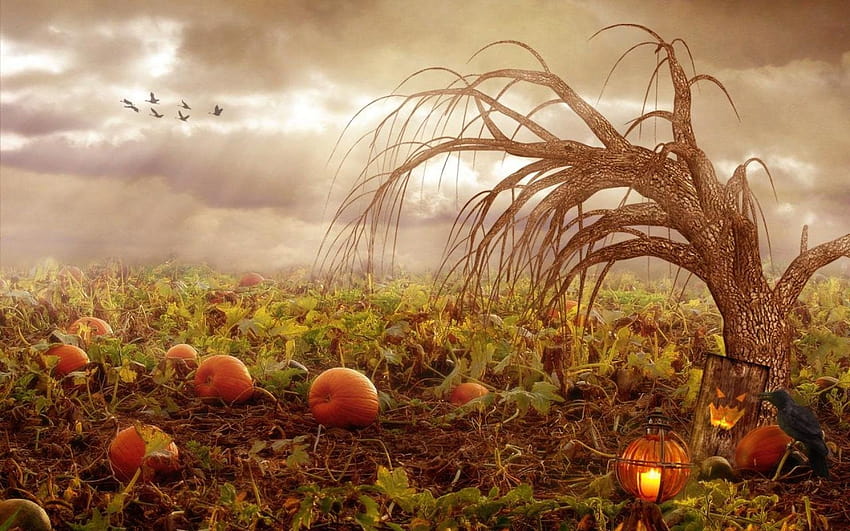 Fall Pumpkin, pumpkin festival HD wallpaper