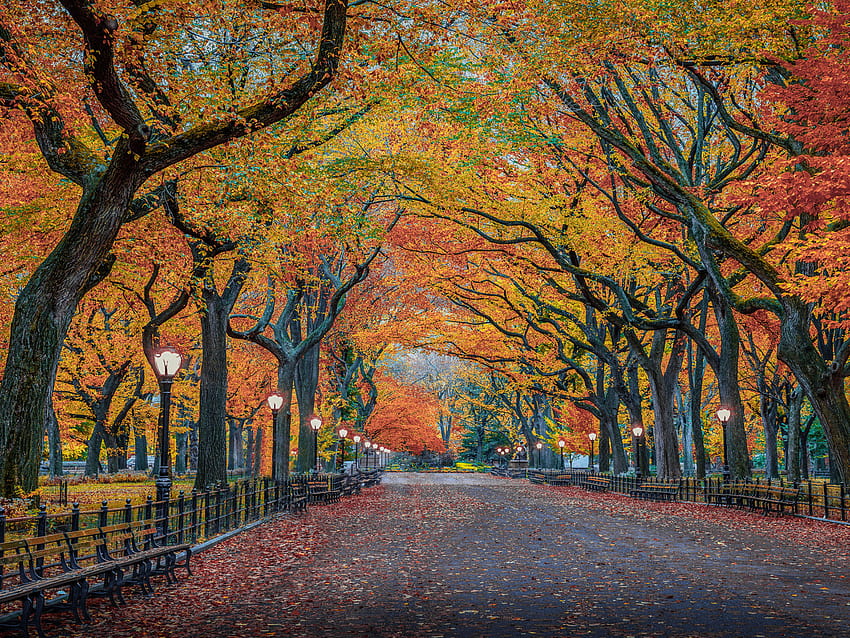 Colori autunnali nella natura Herbst Park New York City Usa Ultra per laptop Tablet Telefoni cellulari e TV 3840x2400 : 13, usa autumn Sfondo HD
