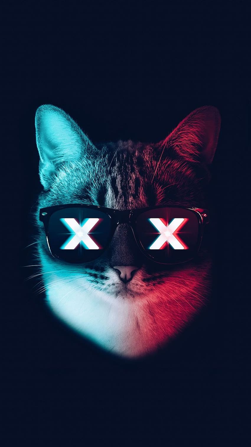 Cool cat HD phone wallpaper | Pxfuel