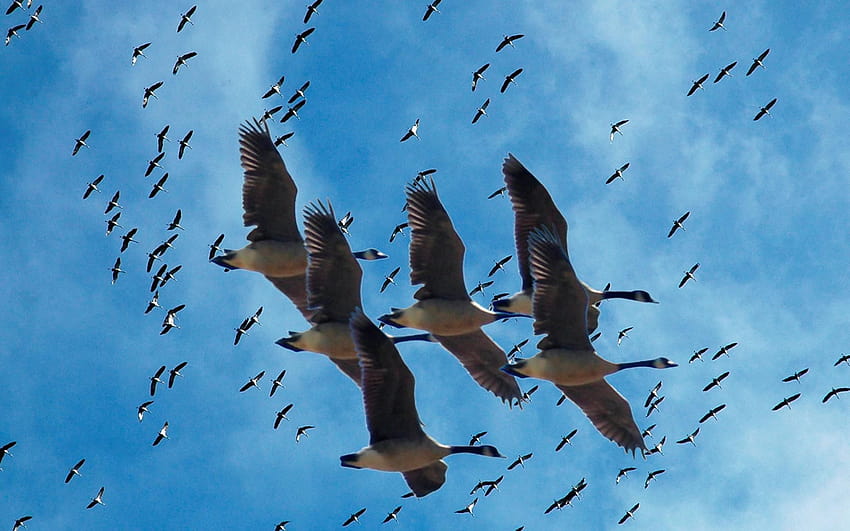 Meilleure migration des 4 oiseaux sur la hanche, oiseaux migrateurs Fond d'écran HD