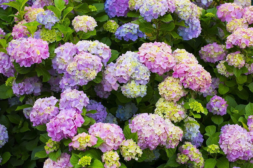 Flor: Hortênsia de jardim Temas de flores coloridas de verão papel de parede HD