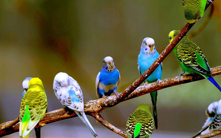 parakeets, budgies :: HD wallpaper