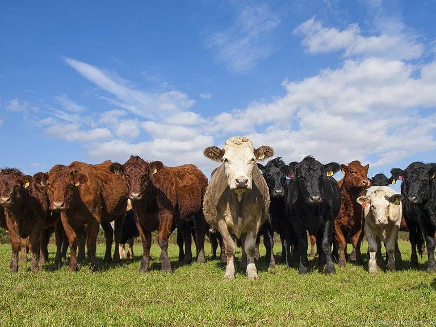 Cows: Cow Gathering Skies Herd Cows Backgrounds Untuk 16:9, kawanan sapi Wallpaper HD